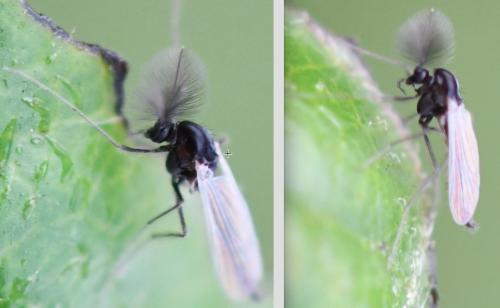 Orthocladiinae